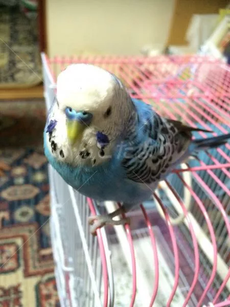 コメントの画像