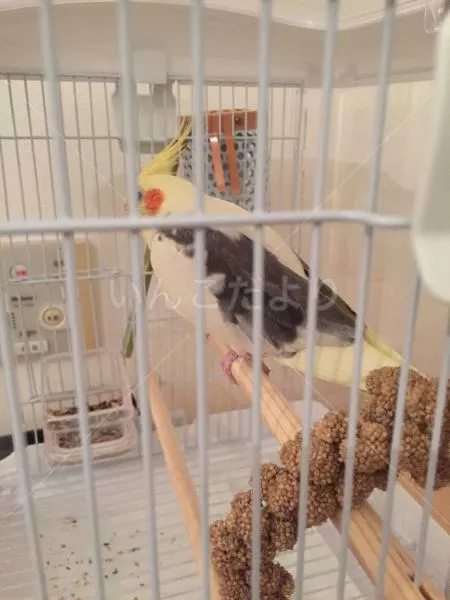 コメントの画像