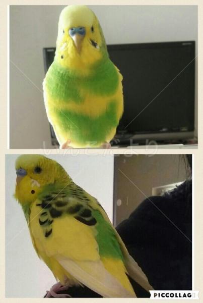 コメントの画像