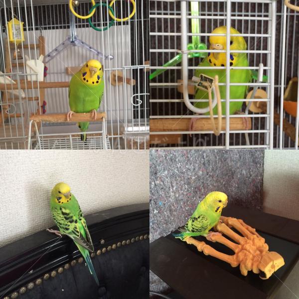 コメントの画像