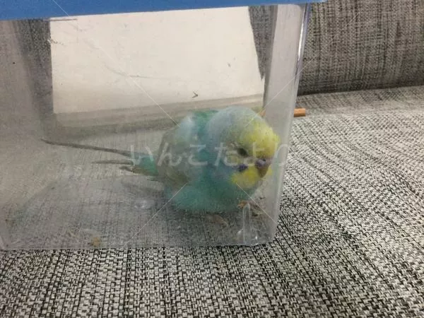 コメントの画像