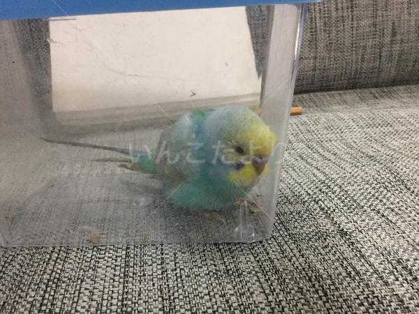 コメントの画像