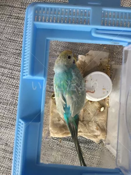 コメントの画像