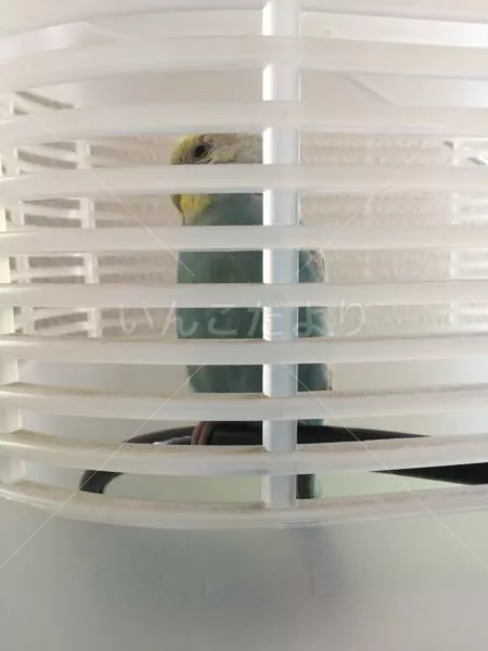 コメントの画像