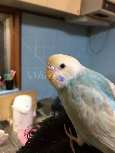 コメントの画像