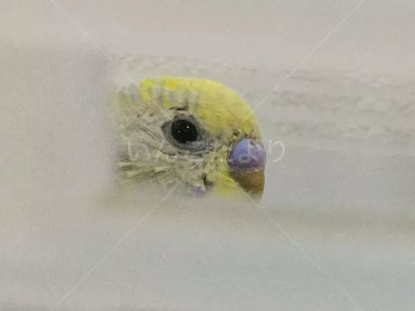 コメントの画像