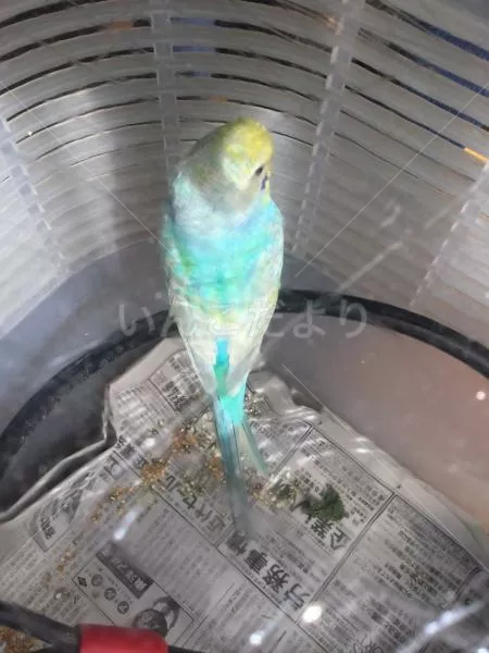 コメントの画像