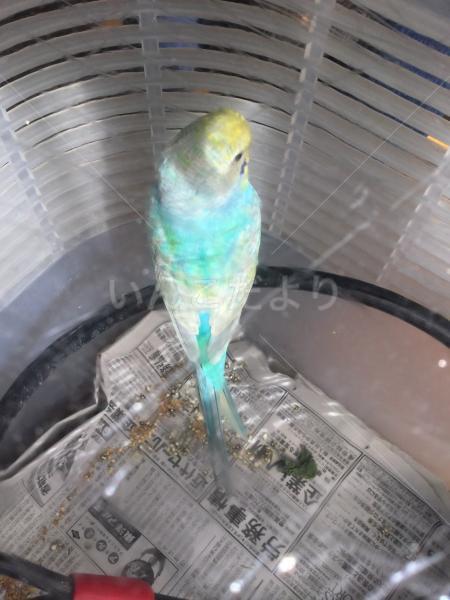 コメントの画像