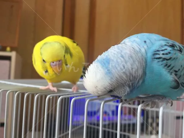 コメントの画像