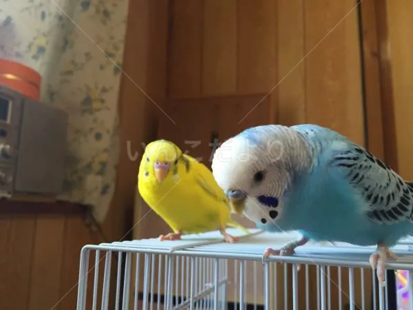 コメントの画像