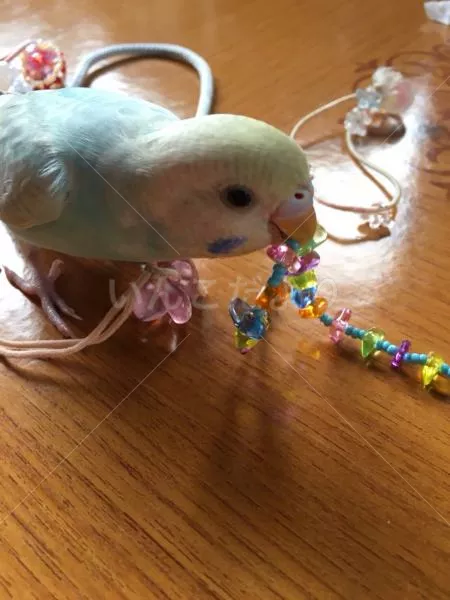 コメントの画像