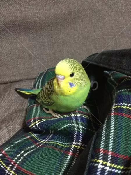 コメントの画像