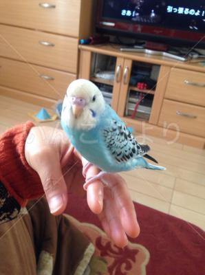 コメントの画像