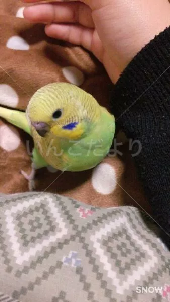 コメントの画像