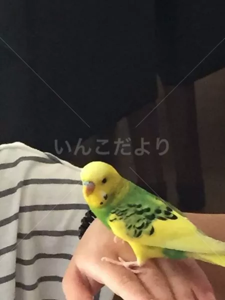 コメントの画像