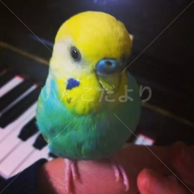 コメントの画像