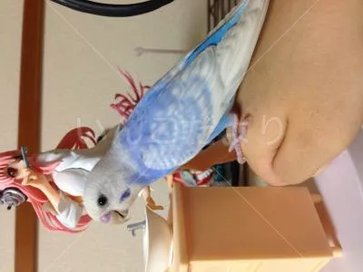 コメントの画像