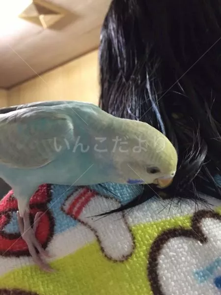 コメントの画像