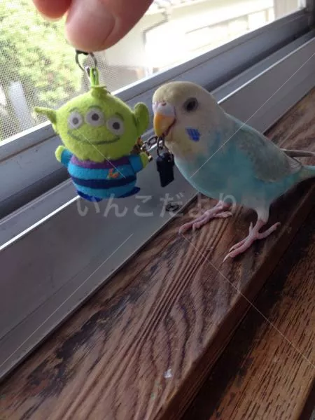 コメントの画像