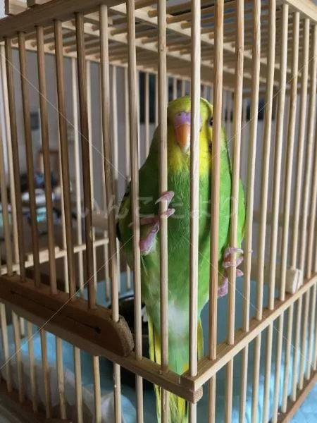 コメントの画像