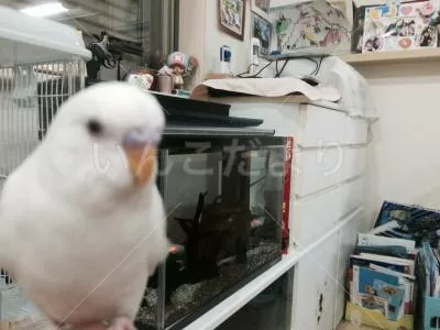 コメントの画像