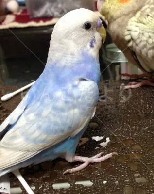 コメントの画像