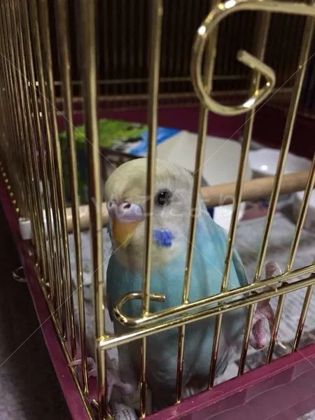 コメントの画像