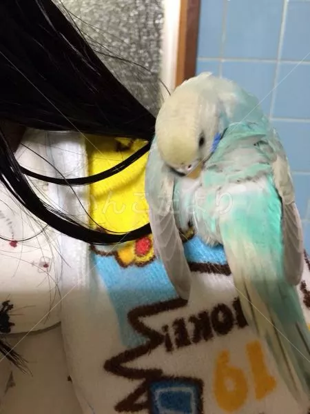 コメントの画像