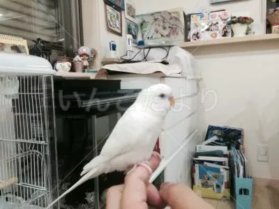 コメントの画像