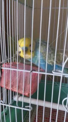 コメントの画像