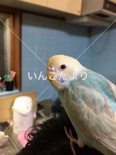 コメントの画像