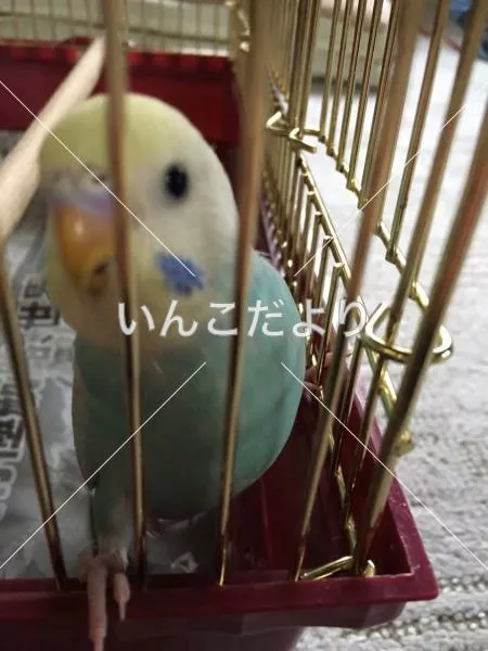 コメントの画像