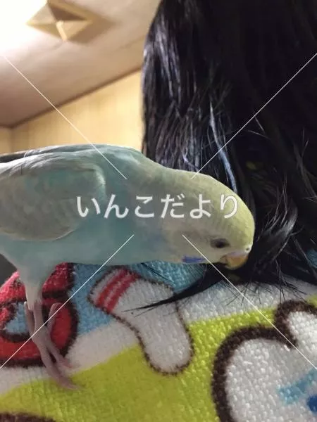 コメントの画像