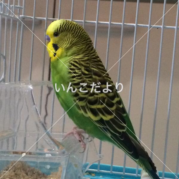 コメントの画像