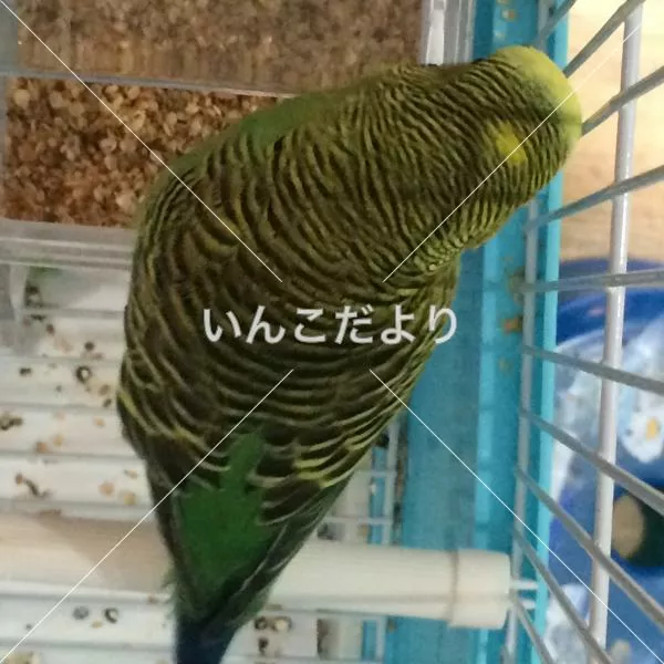 コメントの画像