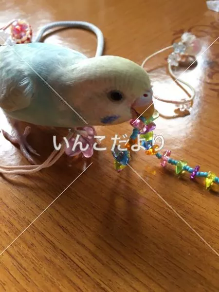 コメントの画像