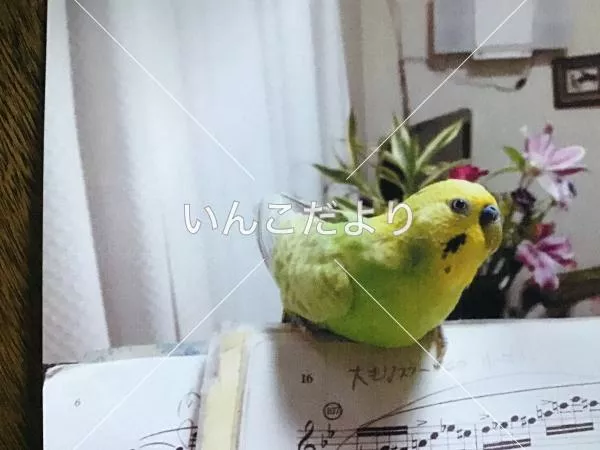 コメントの画像