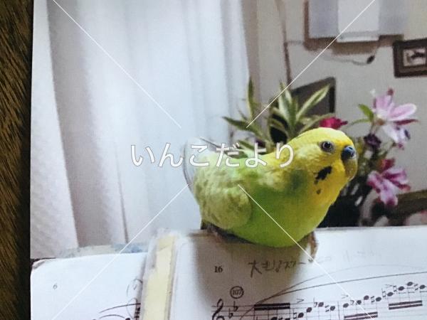 コメントの画像