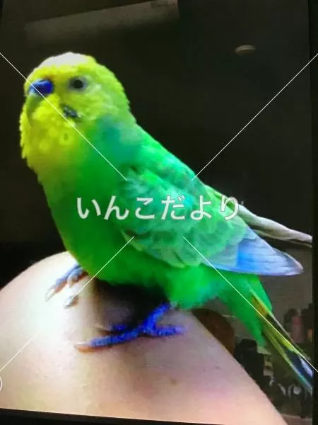 コメントの画像