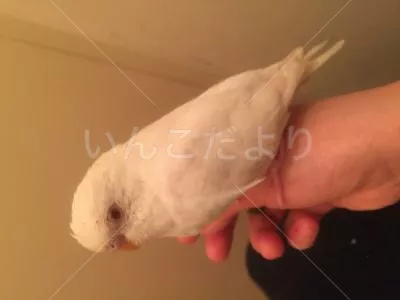 コメントの画像