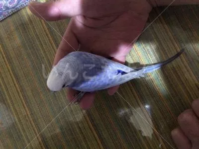 コメントの画像