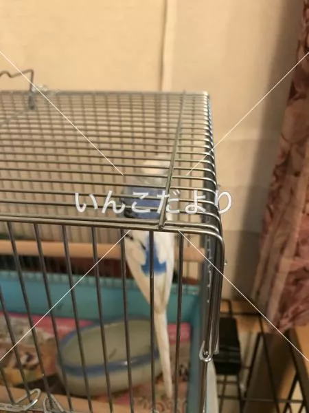 コメントの画像