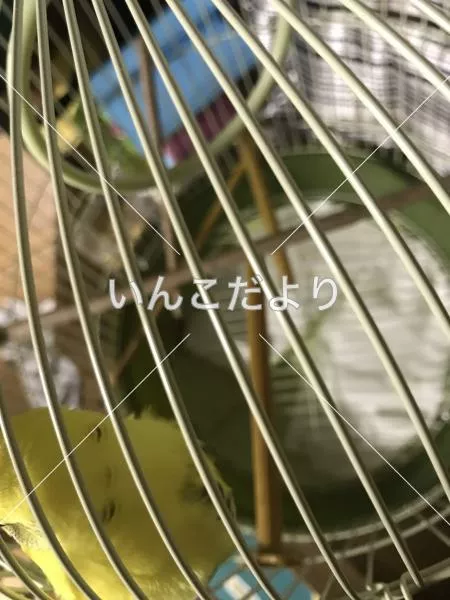 コメントの画像