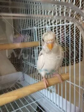 コメントの画像