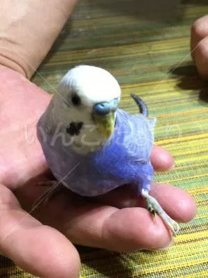 コメントの画像