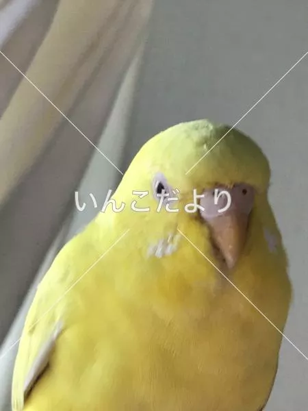 コメントの画像