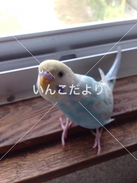 コメントの画像
