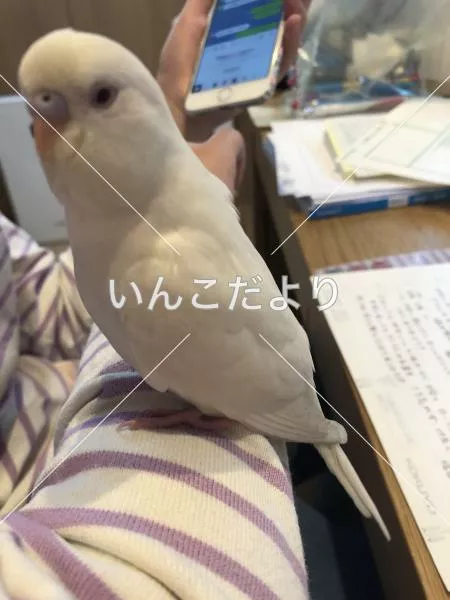 コメントの画像