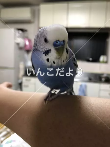コメントの画像