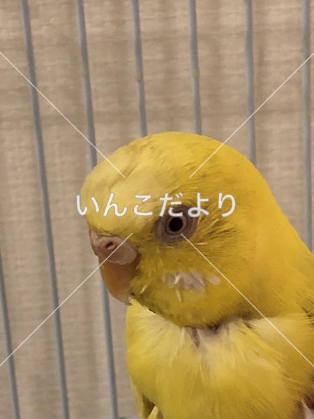 コメントの画像